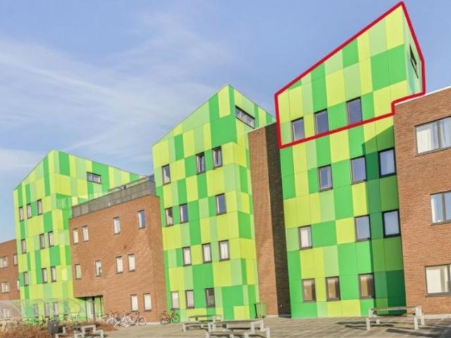 Kot vente à Brugge, West-Vlaanderen