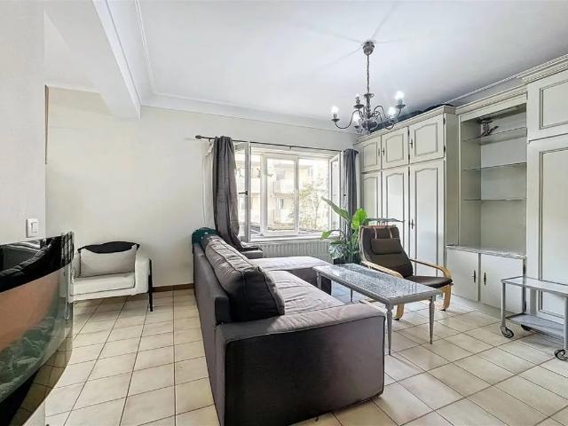 Kot vente à Bruxelles