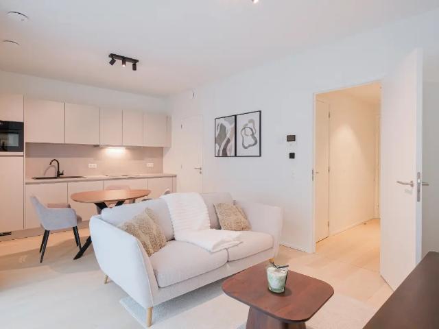 Kot vente à Brussel, Bruxelles