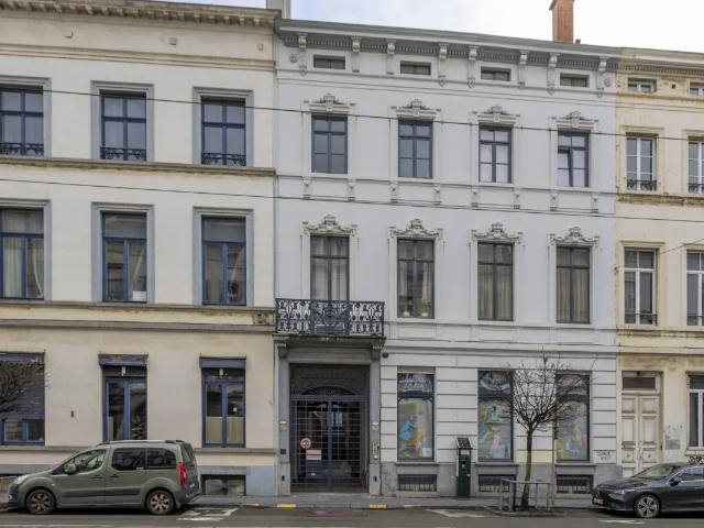 Kot vente à D'hoye, Bruxelles