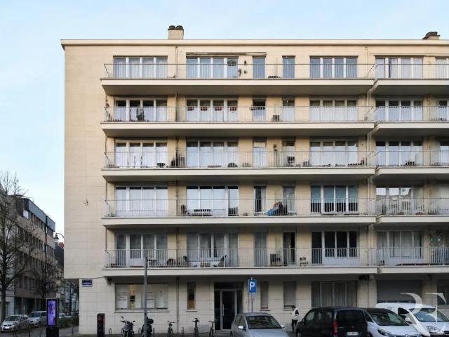 Kot vente à Vorst, Bruxelles