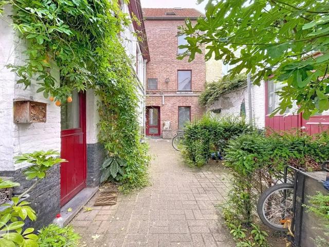 Kot vente à Desteldonk, Oost-Vlaanderen