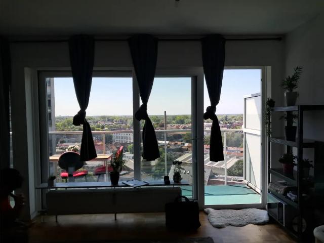 Kot vente à Desteldonk, Oost-Vlaanderen