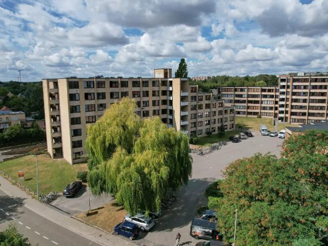 Kot vente à Lava, Brabant