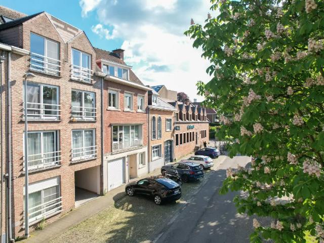 Kot vente à Lava, Brabant
