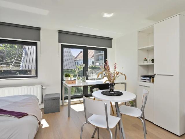 Kot vente à Lava, Brabant