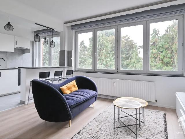 Kot vente à Jette, Bruxelles