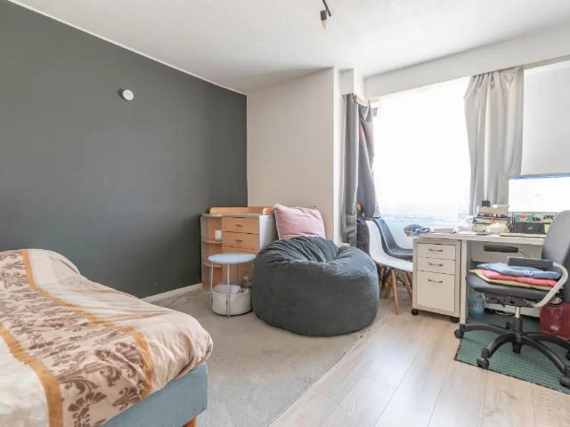 Kot vente à Jette, Bruxelles