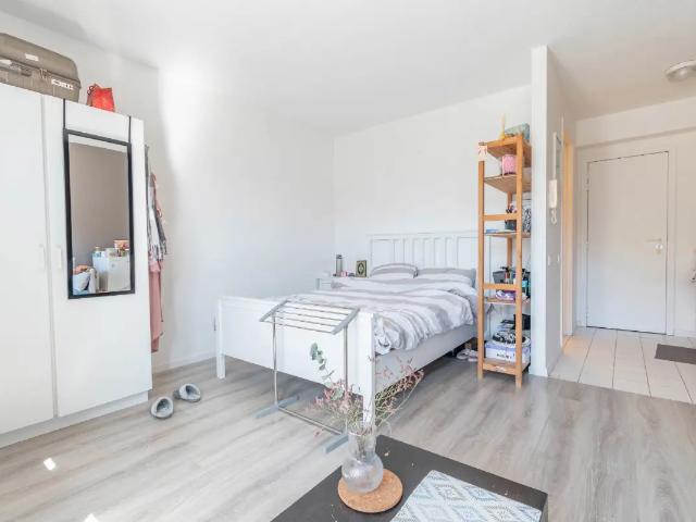 Kot vente à Jette, Bruxelles