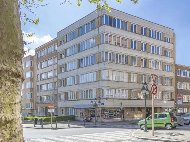 Kot vente à Kukelberg, Bruxelles