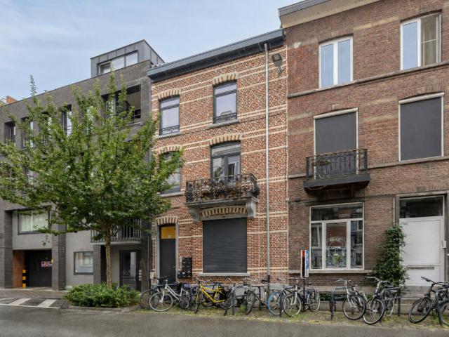 Kot vente à Lava, Brabant