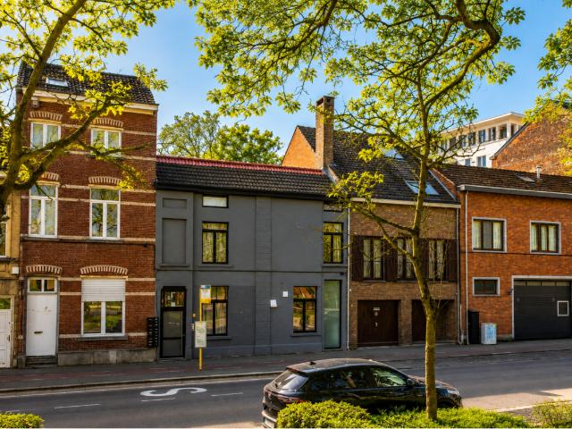 Kot vente à Lava, Brabant
