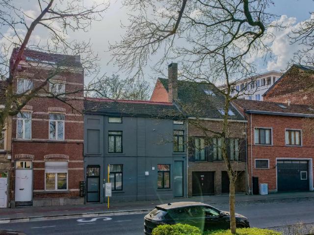 Kot vente à Lava, Brabant