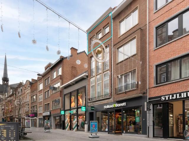 Kot vente à Lava, Brabant