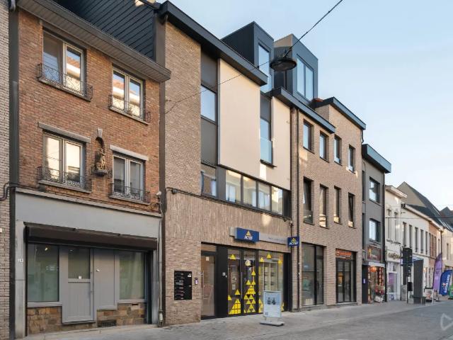 Kot vente à Lava, Brabant