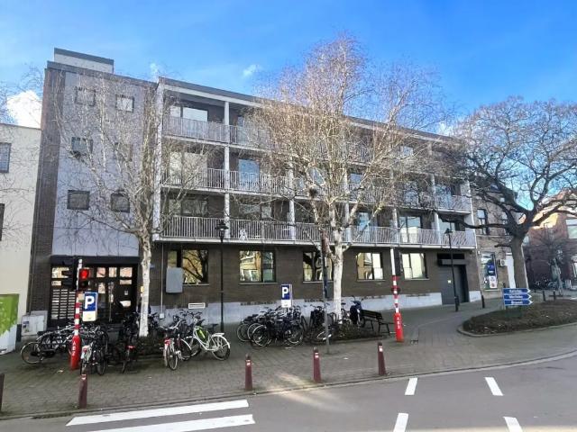 Kot vente à Lava, Brabant