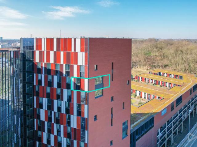 Kot vente à Lava, Brabant