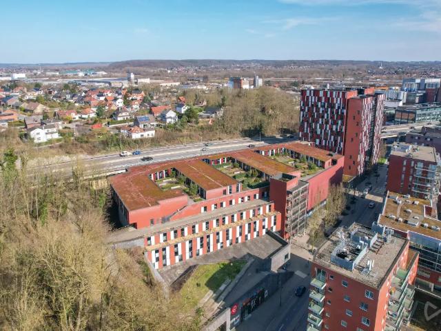 Kot vente à Lava, Brabant