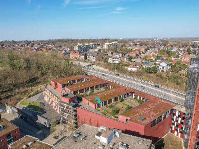 Kot vente à Lava, Brabant