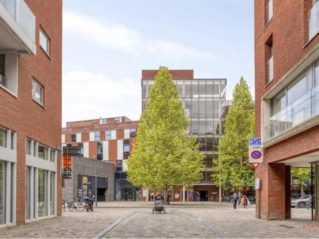 Kot vente à Lava, Brabant