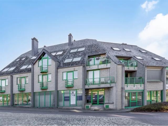 Kot vente à Lava, Brabant