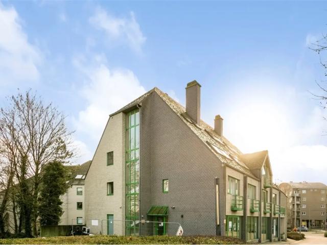 Kot vente à Lava, Brabant