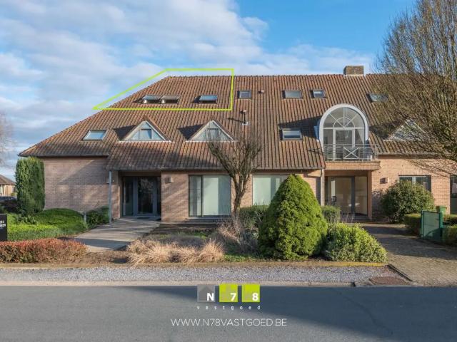 Kot vente à Maaseik, Limburg