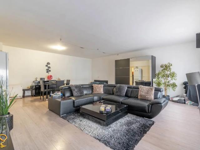 Kot vente à Molem, Bruxelles