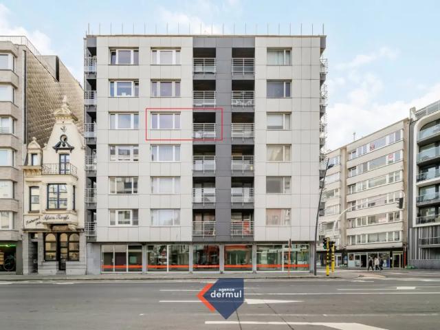 Kot vente à Oostende, West-Vlaanderen