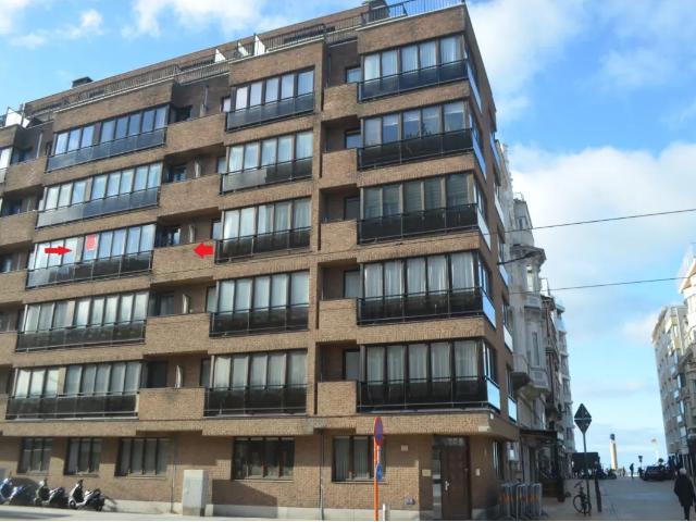 Kot vente à Oostende, West-Vlaanderen