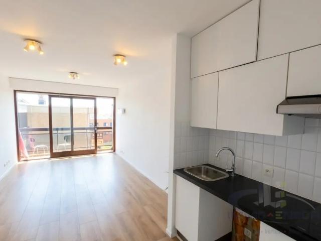 Kot vente à Oostende, West-Vlaanderen