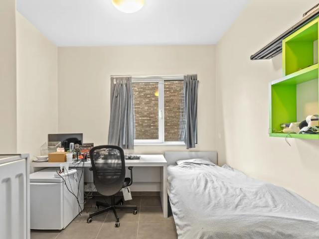 Kot vente à Brugge, West-Vlaanderen