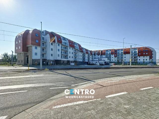Kot vente à Brugge, West-Vlaanderen