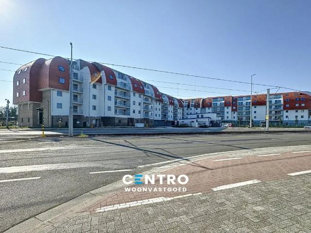 Kot vente à Brugge, West-Vlaanderen