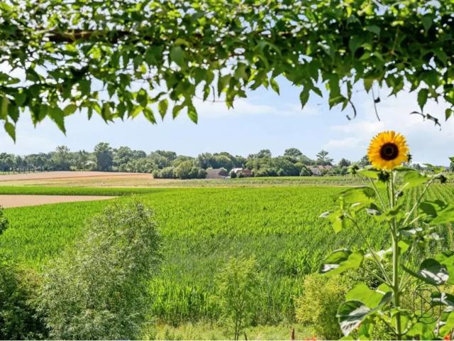 Local Commercial vente à Audenarde, Oost-Vlaanderen
