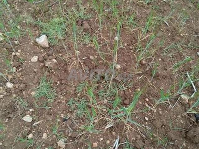 Propriété vente à Mellal