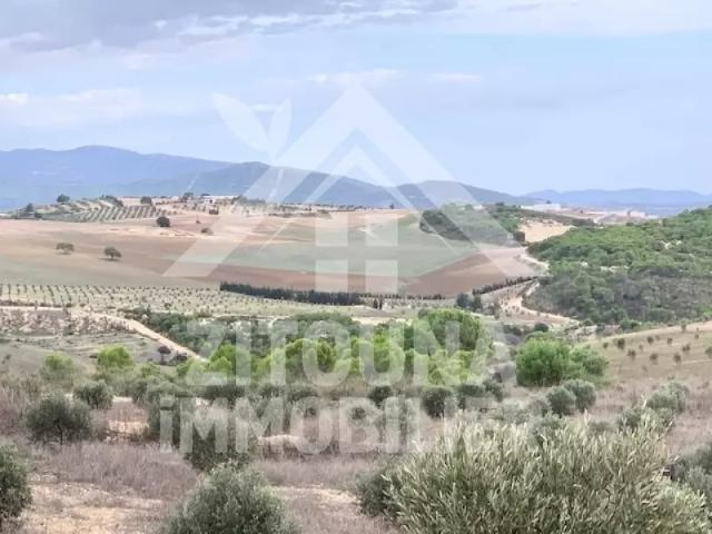 Terrain vente à Zaghouan, Bir Mcherga