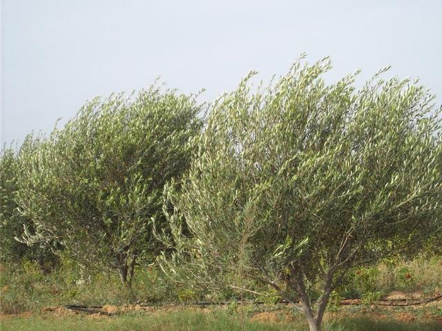 Ferme vente à Kairouan Sud