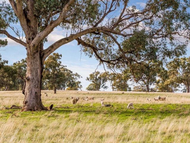 Land for sale in Muskerry, Shire of Campaspe