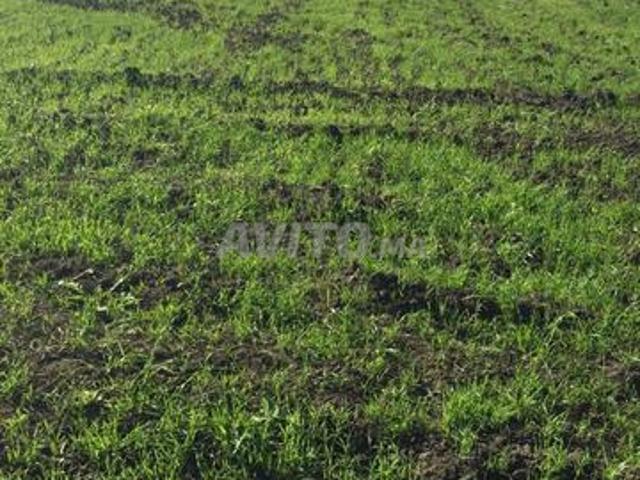 Propriété vente à Arbaoua