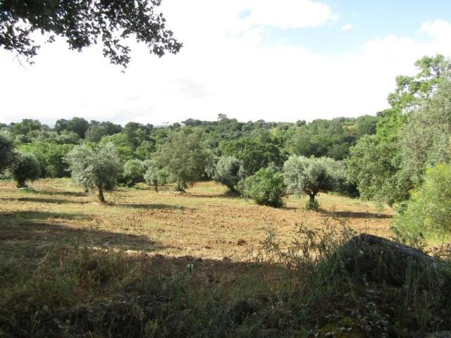 Terreno venda em Abrantes, Santarém