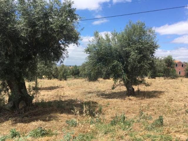 Terreno venda em Abrantes, Santarém