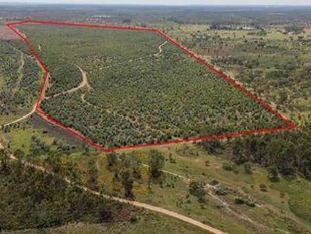 Terreno venda em Chaminé, Abrantes