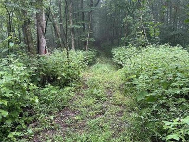 Land for sale in Tompkinsville, Kentucky