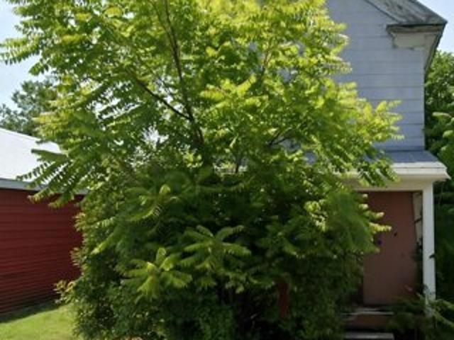House for sale in Federalsburg