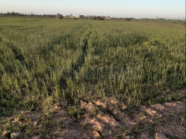 Terrain vente à El Ma, Gharb-Chrarda-Beni Hssen