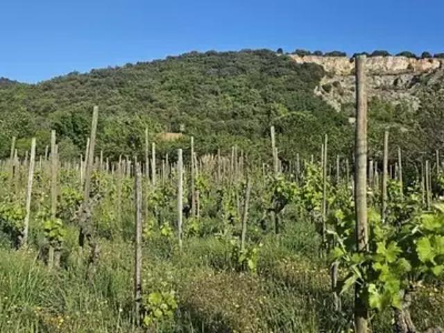 Maison vente à Tournon-sur-Rhône, Cornas