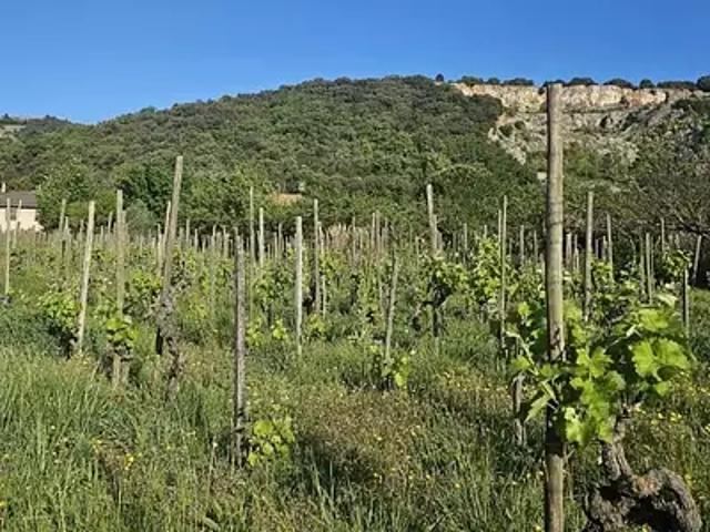 Terrain vente à Tournon-sur-Rhône, Cornas