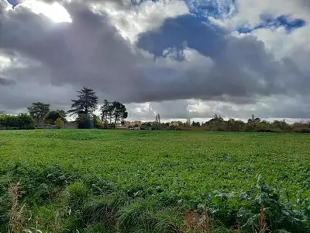 Terrain vente à L'Hortalisse, Gaillac