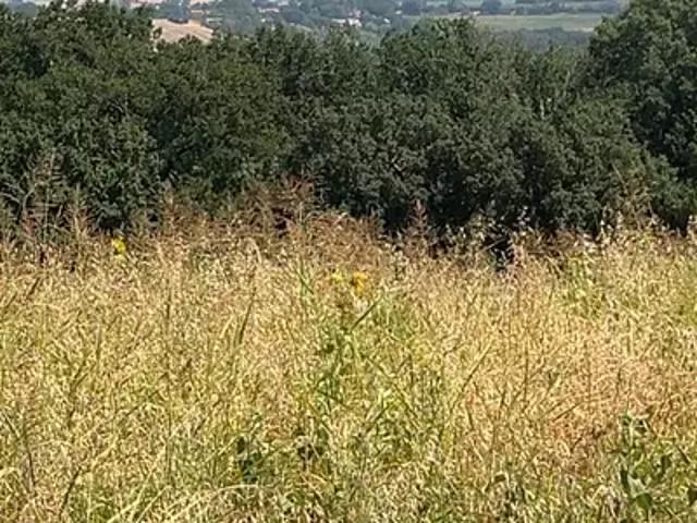 Terrain vente à Toulouse, Lacroix-falgarde